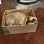 animal, brown, cardboard_box, cat, cozy, cute, domestic, ears, feline, floor, fur, home, indoor, pet, quiet, relaxing, resting, sleeping, small_space, whiskers