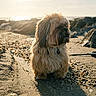 animal, beach, calm, canine, dog, fluffy, fur, golden_hour, landscape, nature, outdoor, pebbles, pet, quiet, rocks, sand, scenic, serene, sunlight, sunset