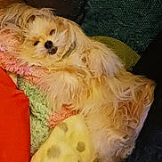 Susie is registered to the contest to win money with this photo: dog, fluffy, lying_down, blanket, knitted, indoor, cozy, sleepy, pet, fur, comfort, resting, cute, relaxed, animal, home, soft, smile, fan, colorful
