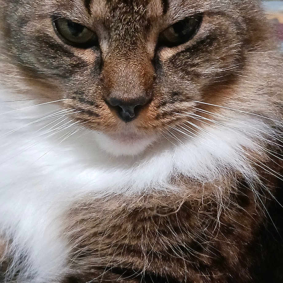 Sassy