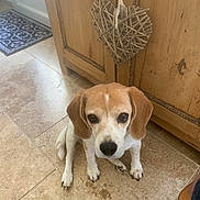 Nala participe au concours pour gagner de l'argent avec cette photo : dog, beagle, pet, indoor, floor, tile, wooden_cabinet, heart_decoration, home, foot, animal, cute, looking_up, ears, brown, white, paw, nose, domestic, companion