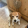 dog, beagle, pet, indoor, floor, tile, wooden_cabinet, heart_decoration, home, foot, animal, cute, looking_up, ears, brown, white, paw, nose, domestic, companion