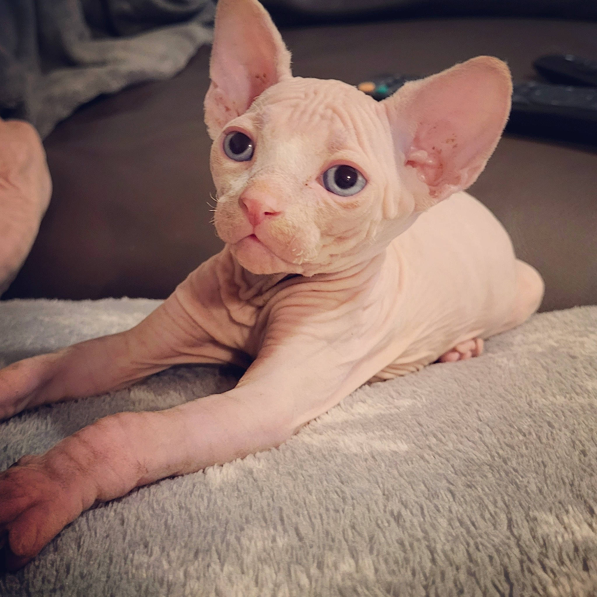 Seti joined the competition — help win amazing prizes! carnivore, comfort, companion_dog, dog, dog_breed, ear, fawn, flesh, paw, peach, snout, terrestrial_animal, whiskers