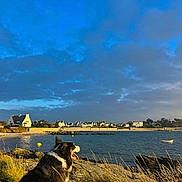 Mistral a rejoint le concours — aidez-le/la à gagner de superbes lots ! dog, seaside, grass, rocks, water, boat, houses, sky, clouds, sunlight, landscape, outdoor, nature, pet, canine, coast, village, blue_sky, sunny, scenic