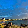 dog, seaside, grass, rocks, water, boat, houses, sky, clouds, sunlight, landscape, outdoor, nature, pet, canine, coast, village, blue_sky, sunny, scenic
