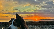 Mistral participe au concours pour gagner de l'argent avec cette photo : dog, sunset, beach, rocky_shore, sea, sky, clouds, nature, outdoor, animal, fluffy, scenic, landscape, sun, horizon, calm, twilight, pet, mammal, canine