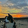 dog, sunset, beach, rocky_shore, sea, sky, clouds, nature, outdoor, animal, fluffy, scenic, landscape, sun, horizon, calm, twilight, pet, mammal, canine