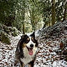 dog, snow, forest, path, leaves, trees, nature, outdoor, happy, tongue_out, walking, winter, canine, animal, smiling, fur, greenery, woods, cold, daylight
