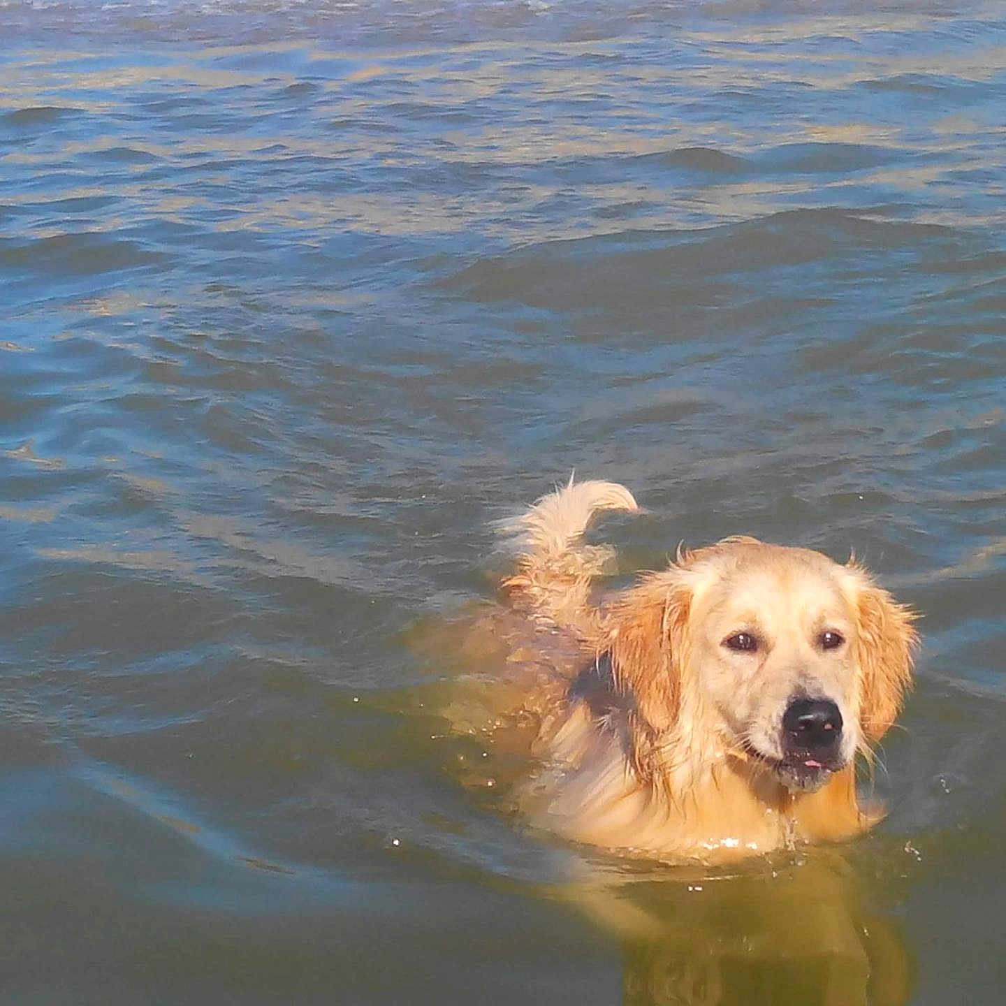 Mano participe au concours pour gagner de l'argent avec cette photo : animal, beach, canine, coast, dog, goldenretriever, lake, leisureactivities, nature, outdoors, person, pet, pool, puppy, sea, shoreline, sport, swimming, water, watersports