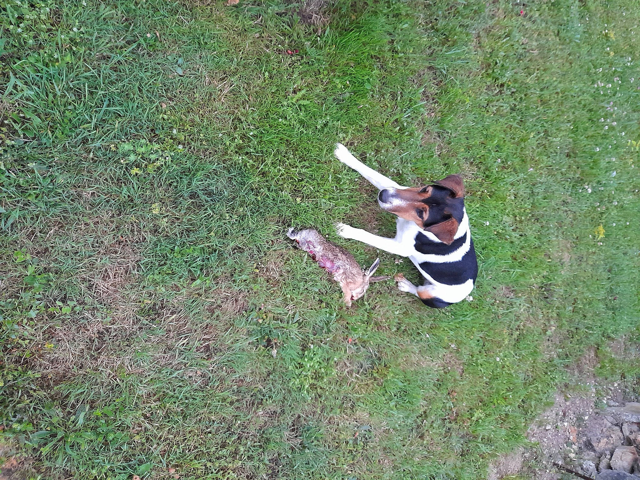 Salto participe au concours pour gagner de l'argent avec cette photo : canidae, grass, grassland, groundcover, knee, landscape, leisure, pasture, people_in_nature, plant, recreation, shrub, soil, thigh