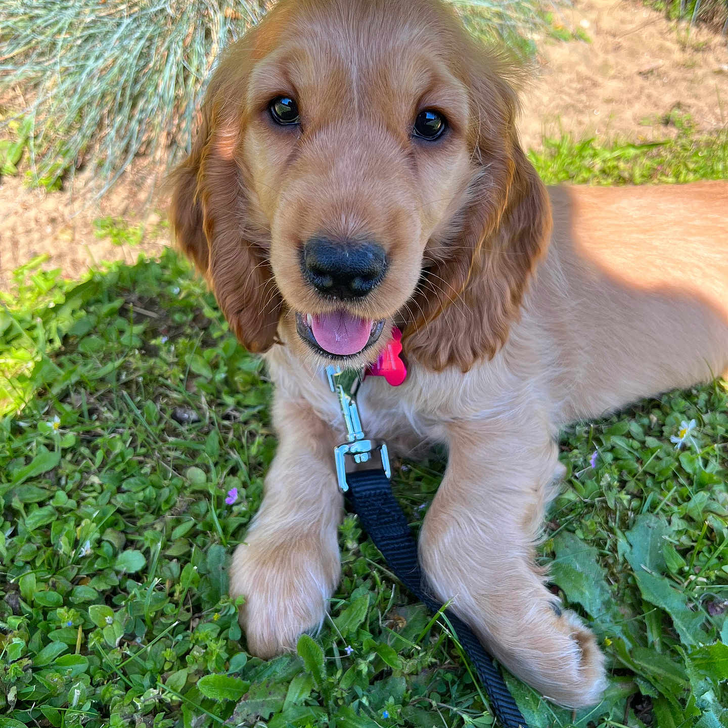 Nala a rejoint le concours — aidez-le/la à gagner de superbes lots ! accessories, animal, canine, cockerspaniel, dog, field, goldenretriever, grass, grassland, herbal, herbs, hound, lawn, nature, outdoors, pet, plant, puppy, strap, terrier