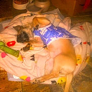 Toby joined the competition — help win amazing prizes! animal, ball, bed, blanket, canine, dog, face, furniture, head, indoors, person, pet, photography, plate, portrait, puppy, sleeping, sport, tennis, tennisball