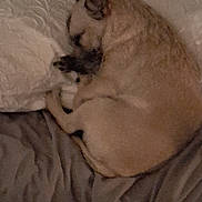 Toby is registered to the contest to win money with this photo: animal, bed, blanket, canine, cozy, curled_up, cute, dog, fur, home, indoor, pet, pillow, quiet, relaxed, resting, sleeping, snuggled, soft, warm