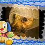 Toby is registered to the contest to win money with this photo: animal, art, canine, clothing, cushion, dog, envelope, face, greetingcard, hat, head, homedecor, hound, mail, person, pet, plush, puppy, teddybear, toy