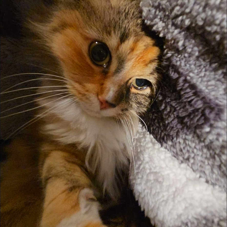 Callie is registered to the contest to win money with this photo: abyssinian, animal, blanket, cat, couch, furniture, kitten, manx, pet, quilt, snout, towel
