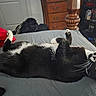 Basquet joined the competition — help win amazing prizes! cat, tuxedo_cat, black_and_white, indoor, bed, whiskers, feline, curious, relaxed, lying_down, paw, fur, domestic_cat, pet, cozy, furniture, dresser, pillow, room, curled_up