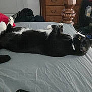 Basquet is registered to the contest to win money with this photo: cat, tuxedo_cat, bed, pillow, furniture, carpet, indoor, relaxed, lying_down, black_and_white, pet, domestic_animal, curious, room, dresser, blanket, door, bag, casual, resting