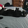 cat, tuxedo_cat, bed, pillow, furniture, carpet, indoor, relaxed, lying_down, black_and_white, pet, domestic_animal, curious, room, dresser, blanket, door, bag, casual, resting