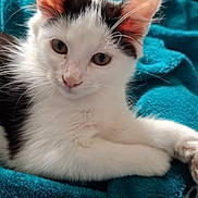 Hera a rejoint le concours — aidez-le/la à gagner de superbes lots ! cat, kitten, pet, animal, feline, white, black, fur, ears, eyes, nose, whiskers, blanket, turquoise, cozy, soft, indoor, cute, resting, closeup