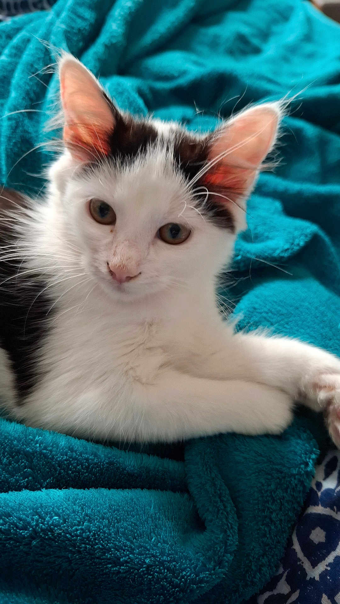 Hera a rejoint le concours — aidez-le/la à gagner de superbes lots ! cat, kitten, pet, animal, feline, white, black, fur, ears, eyes, nose, whiskers, blanket, turquoise, cozy, soft, indoor, cute, resting, closeup