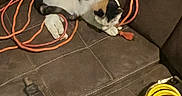 Pip is registered to the contest to win money with this photo: accessories, animal, bulldog, canine, cat, coil, couch, dog, furniture, hound, indoors, interiordesign, leash, person, pet, puppy, rope, sleeping, spiral, strap