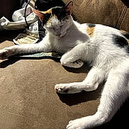 Pip joined the competition — help win amazing prizes! cat, calico_cat, lounging, couch, sunlight, relaxation, indoor, furniture, pet, fur, white, orange, black, animal, domestic_cat, resting, cozy, shadow, paw, whiskers