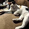 animal, black, calico_cat, cat, couch, cozy, domestic_cat, fur, furniture, indoor, lounging, orange, paw, pet, relaxation, resting, shadow, sunlight, whiskers, white