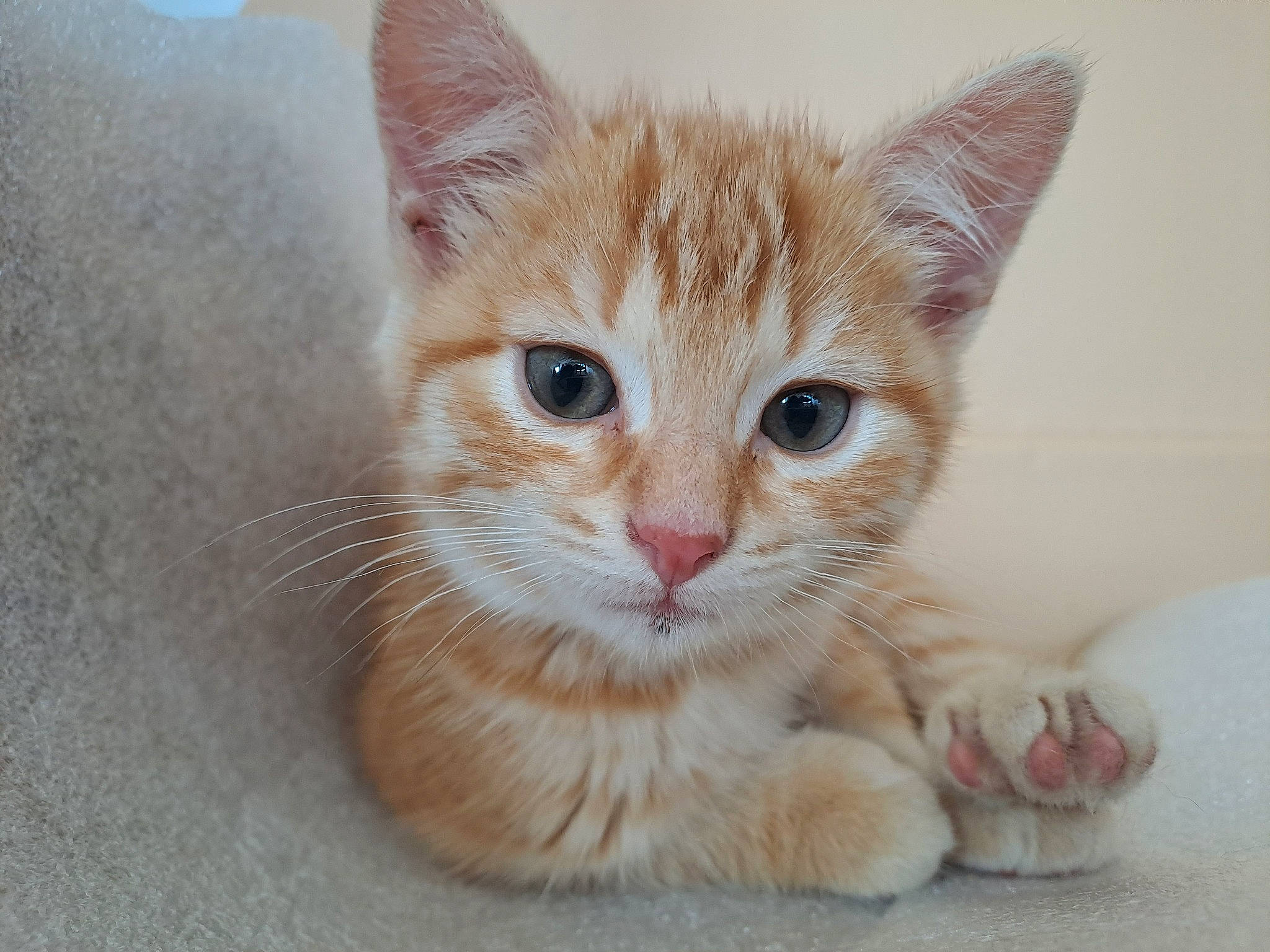 Carotte participe au concours pour gagner de l'argent avec cette photo : carnivore, cat, claw, comfort, curious, domestic_short_haired_cat, fawn, felidae, foot, fur, paw, peach, small_to_medium_sized_cats, snout, tail, terrestrial_animal, whiskers, window