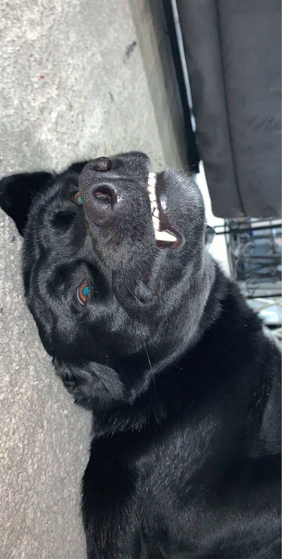 Titan is registered to the contest to win money with this photo: borador, canidae, carnivore, collar, companion_dog, dog, dog_breed, dog_collar, eye, fawn, fur, head, jaw, snout, sporting_group, tail, terrestrial_animal, whiskers, wildlife, working_animal