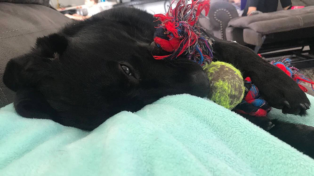 Titan joined the competition — help win amazing prizes! bed, black_cat, canidae, carnivore, comfort, companion_dog, dog, dog_breed, event, felidae, fur, guard_dog, linens, nap, small_to_medium_sized_cats, snout, sporting_group, tail, whiskers, working_animal