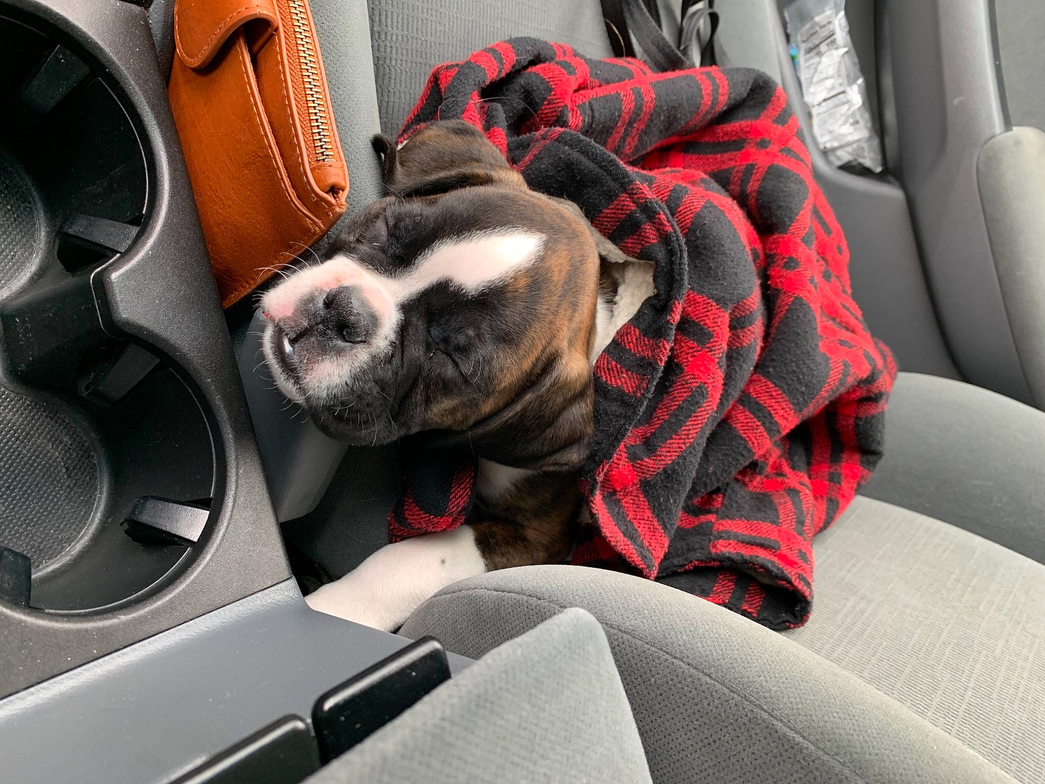 Gunner is registered to the contest to win money with this photo: auto_part, automotive_design, automotive_exterior, car, car_seat, car_seat_cover, carnivore, comfort, companion_dog, dog, dog_breed, fawn, head_restraint, mode_of_transport, motor_vehicle, red, snout, steering_part, vehicle, vehicle_door