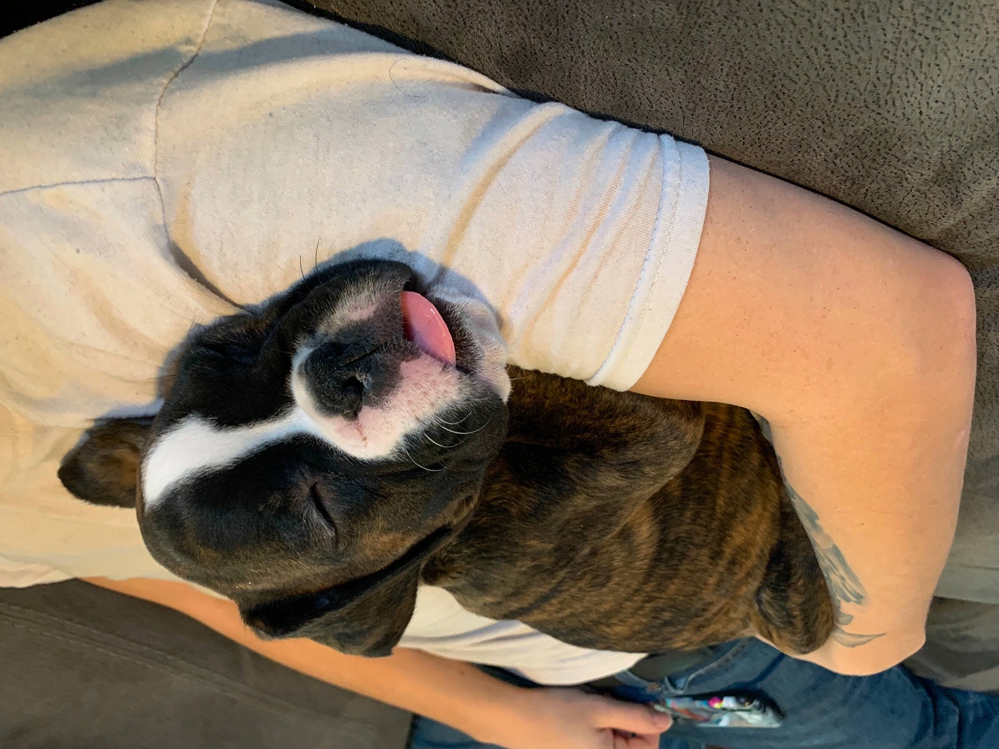 Gunner is registered to the contest to win money with this photo: canidae, carnivore, comfort, companion_dog, dog, dog_breed, elbow, fawn, foot, fur, hand, human_leg, nail, paw, sleeve, snout, sporting_group, thigh, whiskers, wrist