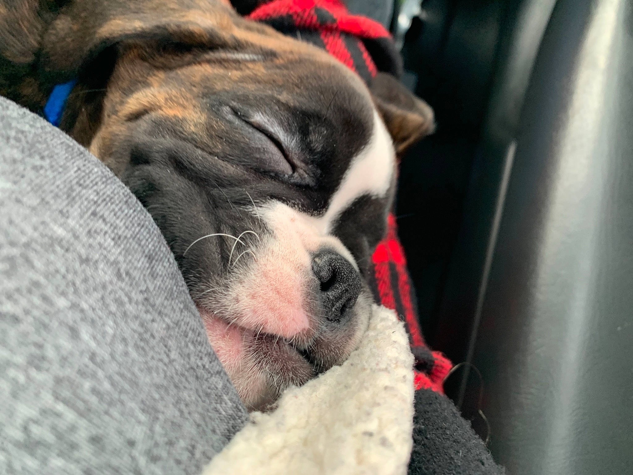 Gunner joined the competition — help win amazing prizes! bored, boston_terrier, canidae, carmine, carnivore, comfort, companion_dog, dog, dog_breed, fawn, fur, molosser, paw, snout, sporting_group, terrestrial_animal, toy_dog, whiskers, working_animal, wrinkle