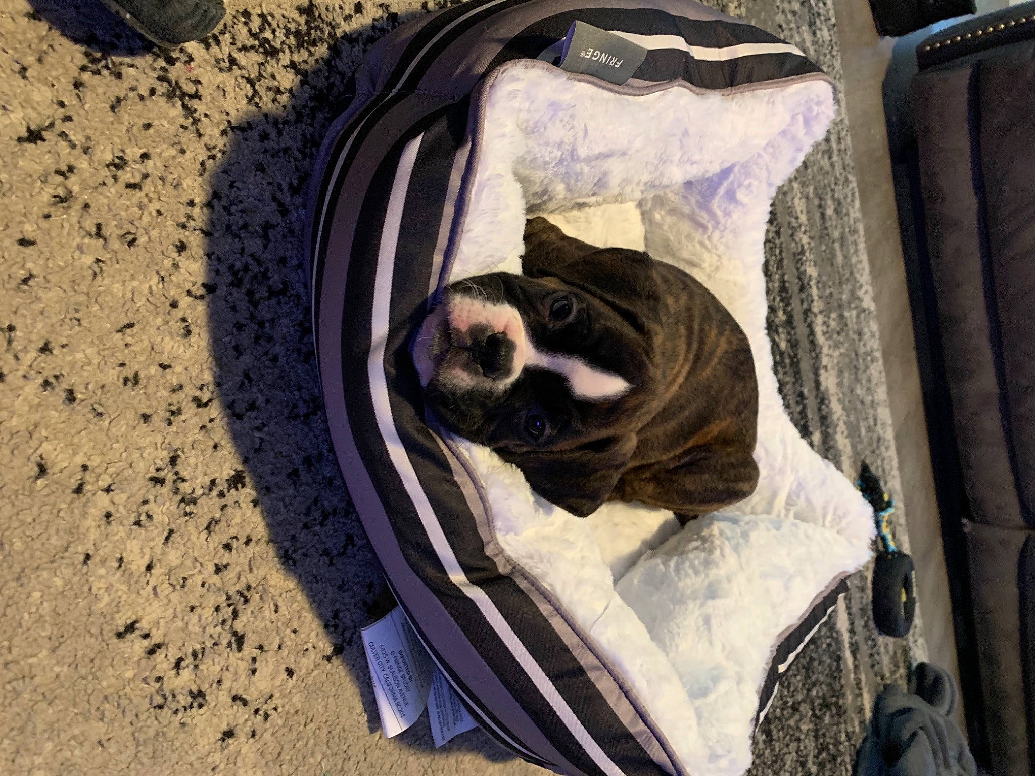 Gunner is registered to the contest to win money with this photo: automotive_tire, canidae, carnivore, comfort, companion_dog, dog, dog_breed, dog_supply, fawn, felidae, fender, linens, pet_supply, rim, small_to_medium_sized_cats, snout, sporting_group, tail, whiskers, working_animal