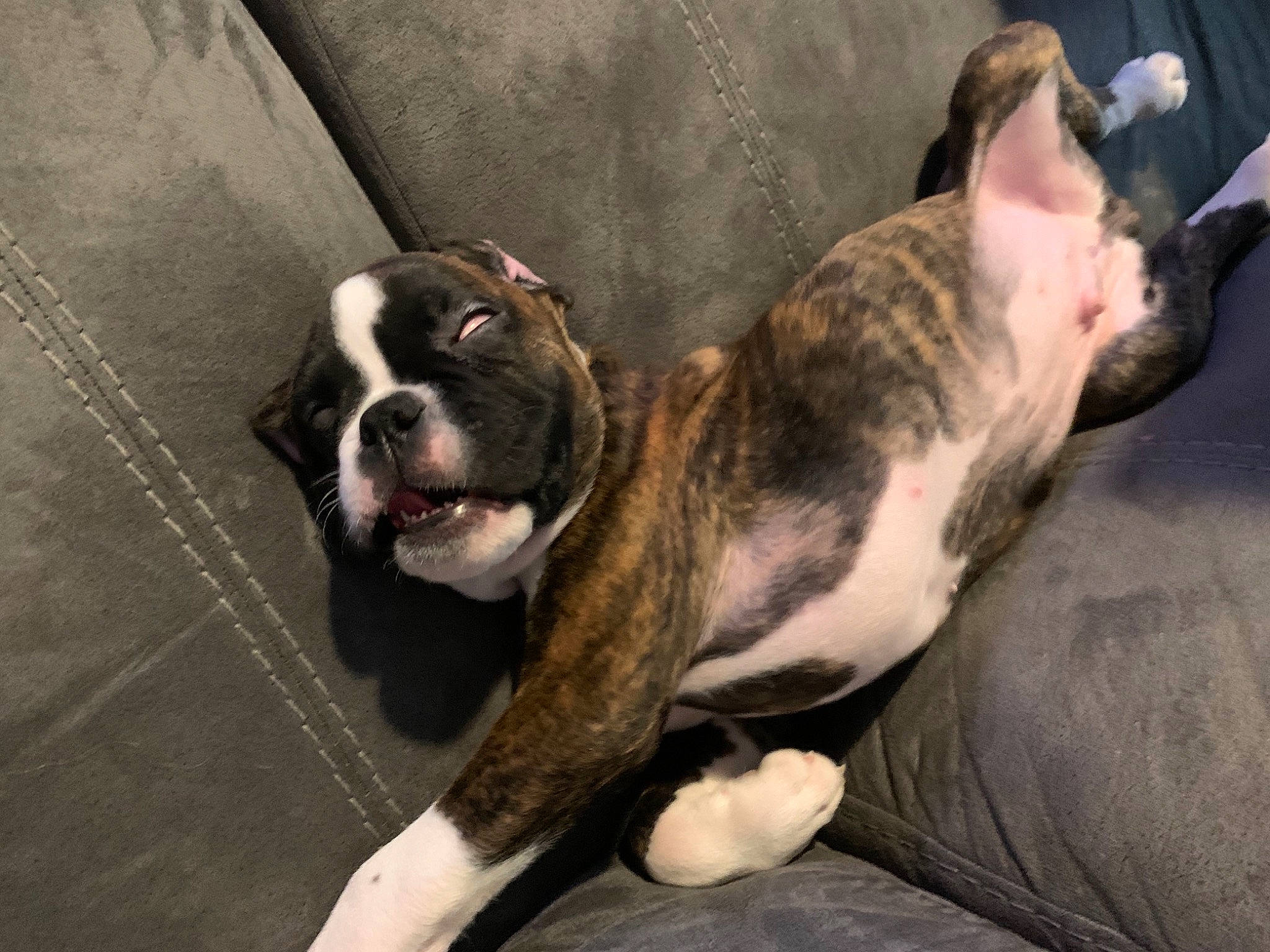 Gunner is registered to the contest to win money with this photo: bored, boston_terrier, carnivore, collar, comfort, companion_dog, dog, dog_breed, ear, fawn, fur, molosser, olde_english_bulldogge, paw, snout, sporting_group, terrestrial_animal, whiskers, working_animal, working_dog