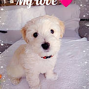 Hoshi participe au concours pour gagner de l'argent avec cette photo : adorable, animal, blanket, collar, cute, decor, dog, fluffy, heart, indoor, love, pet, portrait, puppy, sitting, small_dog, sofa, sparkles, text_overlay, white_puppy