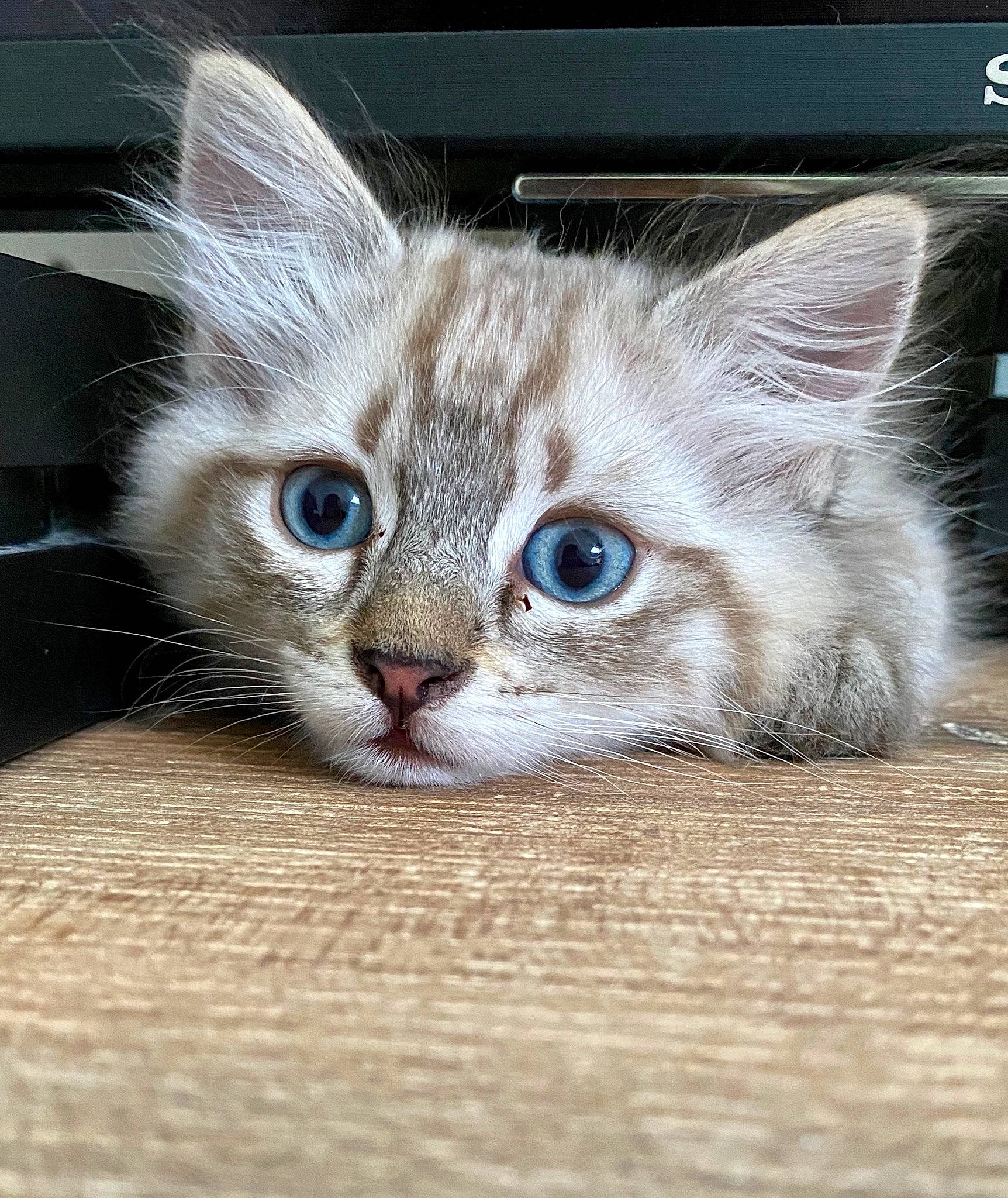 Piña a rejoint le concours — aidez-le/la à gagner de superbes lots ! asian, asian_semi_longhair, burmilla, carnivore, cat, domestic_short_haired_cat, ear, european_shorthair, eye, fawn, felidae, kitten, mammal, munchkin, ojos_azules, small_to_medium_sized_cats, snout, tabby_cat, vertebrate, whiskers