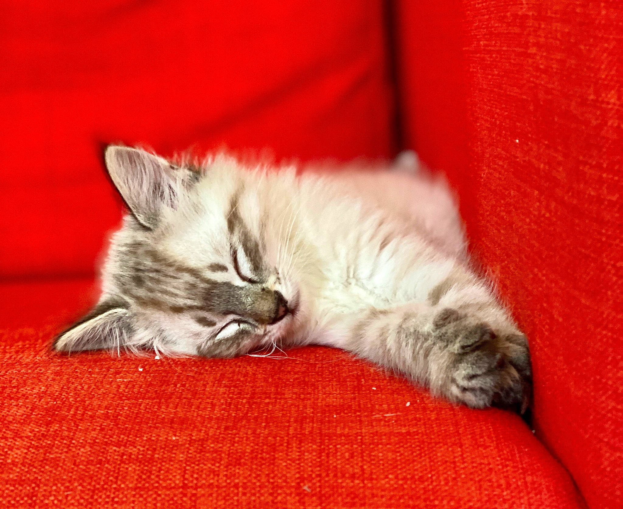 Piña participe au concours pour gagner de l'argent avec cette photo : asian, british_semi_longhair, carnivore, cat, claw, domestic_short_haired_cat, european_shorthair, felidae, fur, kitten, mammal, nap, norwegian_forest_cat, siberian, sleep, small_to_medium_sized_cats, tabby_cat, tail, whiskers