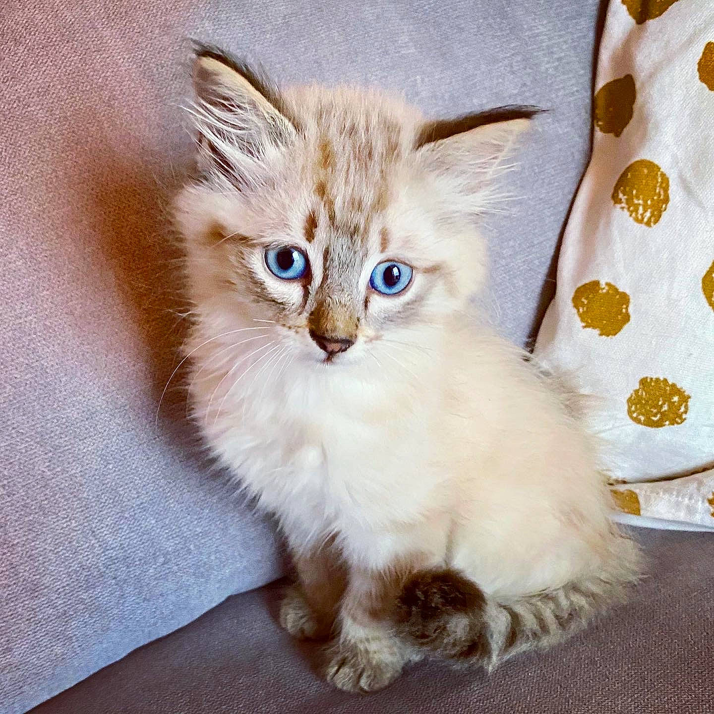 Piña a rejoint le concours — aidez-le/la à gagner de superbes lots ! asian, asian_semi_longhair, british_semi_longhair, carnivore, cat, domestic_long_haired_cat, eye, fawn, felidae, kitten, mammal, munchkin, napoleon_cat, norwegian_forest_cat, ragamuffin, ragdoll, siberian, small_to_medium_sized_cats, vertebrate, whiskers