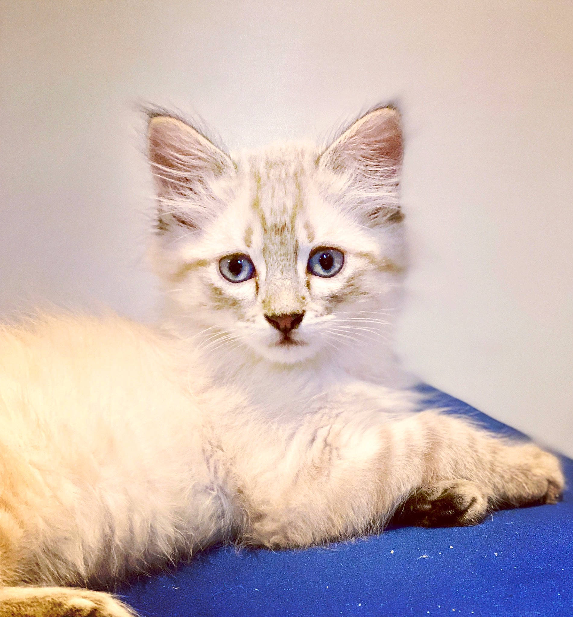 Piña a rejoint le concours — aidez-le/la à gagner de superbes lots ! asian, asian_semi_longhair, british_longhair, british_semi_longhair, burmilla, carnivore, cat, domestic_long_haired_cat, eye, felidae, kitten, mammal, ojos_azules, ragamuffin, ragdoll, siberian, small_to_medium_sized_cats, turkish_angora, vertebrate, whiskers