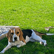 Vanille a rejoint le concours — aidez-le/la à gagner de superbes lots ! beagle, dog, grass, outdoor, garden, pet, animal, canine, sunlight, greenery, nature, relaxing, laying_down, summer, daytime, fur, ears, snout, collar, leisure