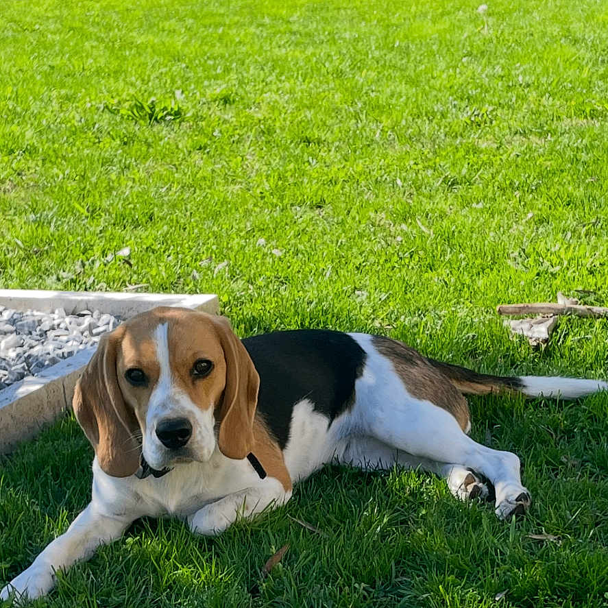 Vanille a rejoint le concours — aidez-le/la à gagner de superbes lots ! animal, beagle, canine, collar, daytime, dog, ears, fur, garden, grass, greenery, laying_down, leisure, nature, outdoor, pet, relaxing, snout, summer, sunlight