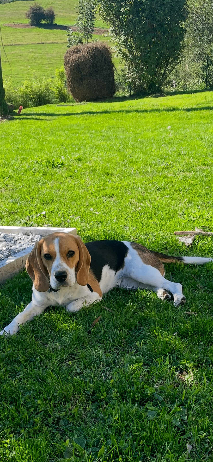 Vanille a rejoint le concours — aidez-le/la à gagner de superbes lots ! beagle, dog, grass, outdoor, garden, pet, animal, canine, sunlight, greenery, nature, relaxing, laying_down, summer, daytime, fur, ears, snout, collar, leisure