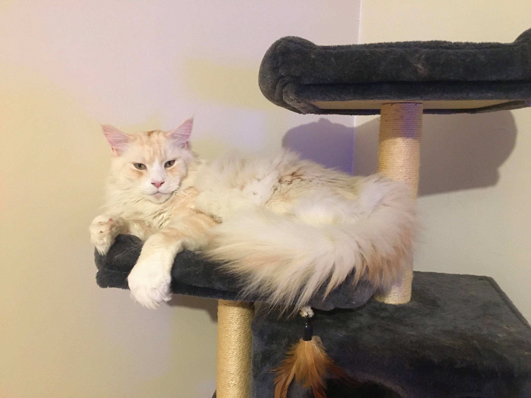 Pastis participe au concours pour gagner de l'argent avec cette photo : carnivore, cat, chair, claw, comfort, domestic_short_haired_cat, fawn, felidae, fur, hardwood, paw, room, shelf, small_to_medium_sized_cats, tail, whiskers, wood