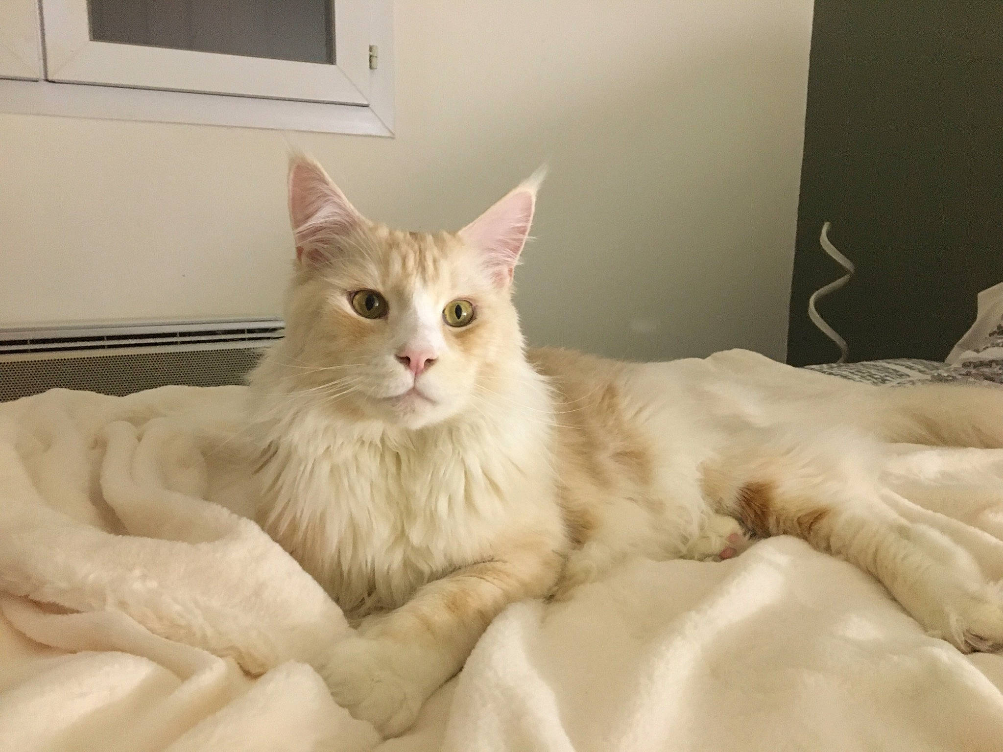 Pastis a rejoint le concours — aidez-le/la à gagner de superbes lots ! analog_television, bed, carnivore, cat, claw, comfort, fawn, felidae, foot, fur, home_appliance, paw, sitting, small_to_medium_sized_cats, snout, tail, television, whiskers