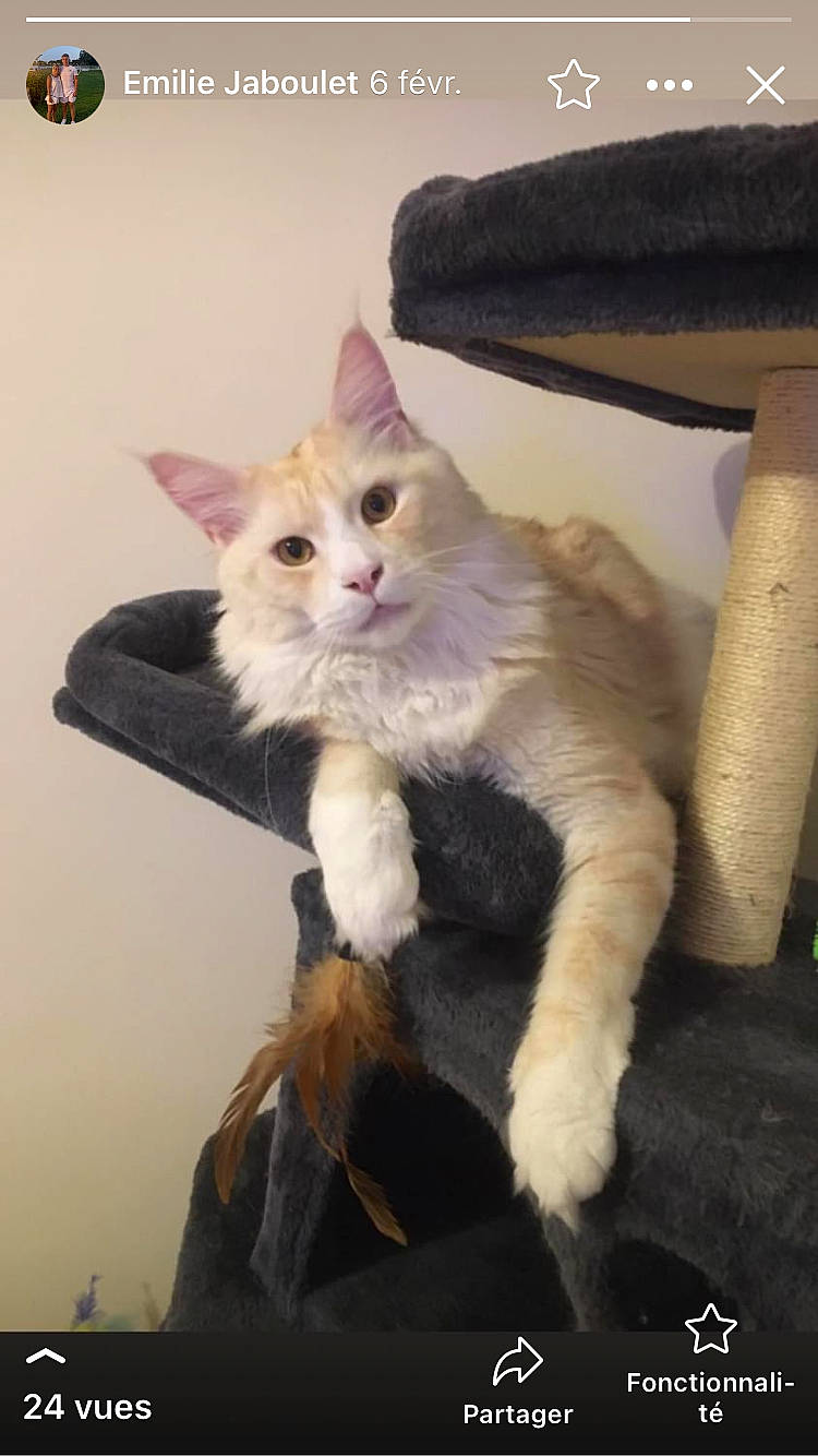 Pastis a rejoint le concours — aidez-le/la à gagner de superbes lots ! carnivore, cat, claw, comfort, domestic_short_haired_cat, fawn, felidae, fur, paw, sitting, small_to_medium_sized_cats, tail, whiskers