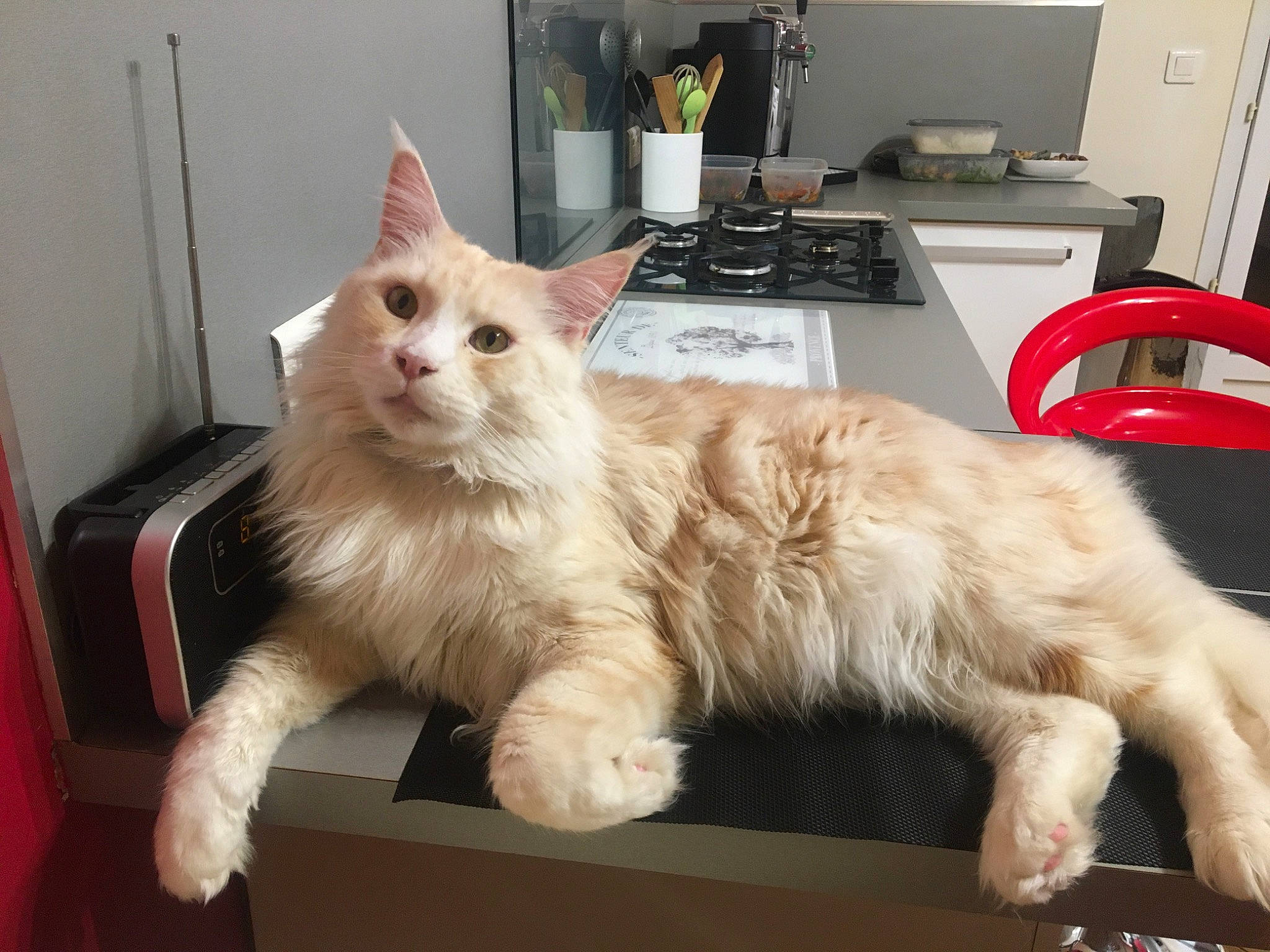 Pastis participe au concours pour gagner de l'argent avec cette photo : carnivore, cat, chair, claw, coffeemaker, comfort, computer_keyboard, computer_monitor, domestic_short_haired_cat, fawn, felidae, fur, furniture, kitchen_appliance, paw, peripheral, small_to_medium_sized_cats, tail, whiskers, window