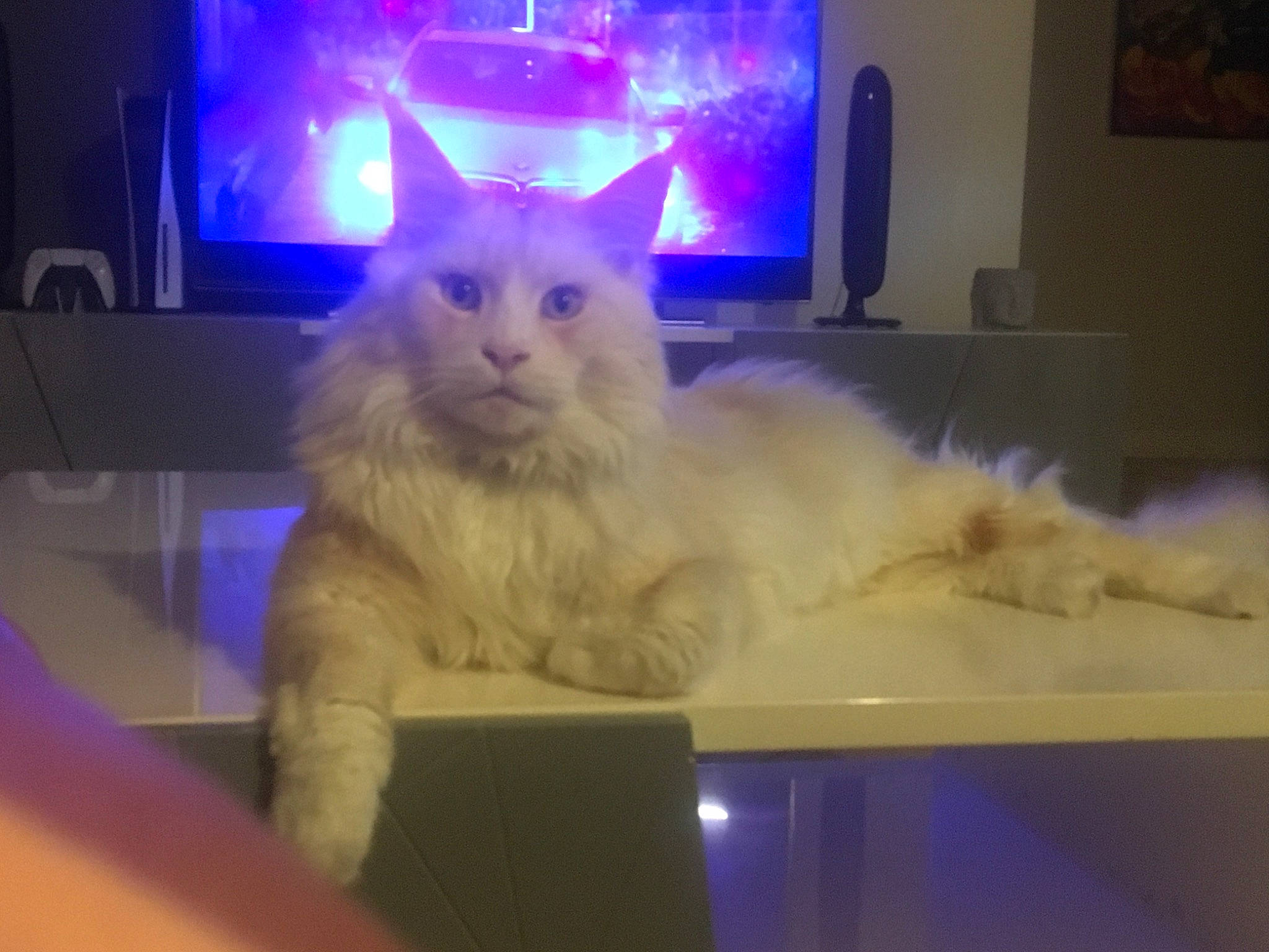 Rourou participe au concours pour gagner de l'argent avec cette photo : bed, carnivore, cat, display_device, fawn, felidae, flat_panel_display, fur, gas, light, lighting, paw, picture_frame, ragdoll, small_to_medium_sized_cats, snout, tail, television, whiskers, window