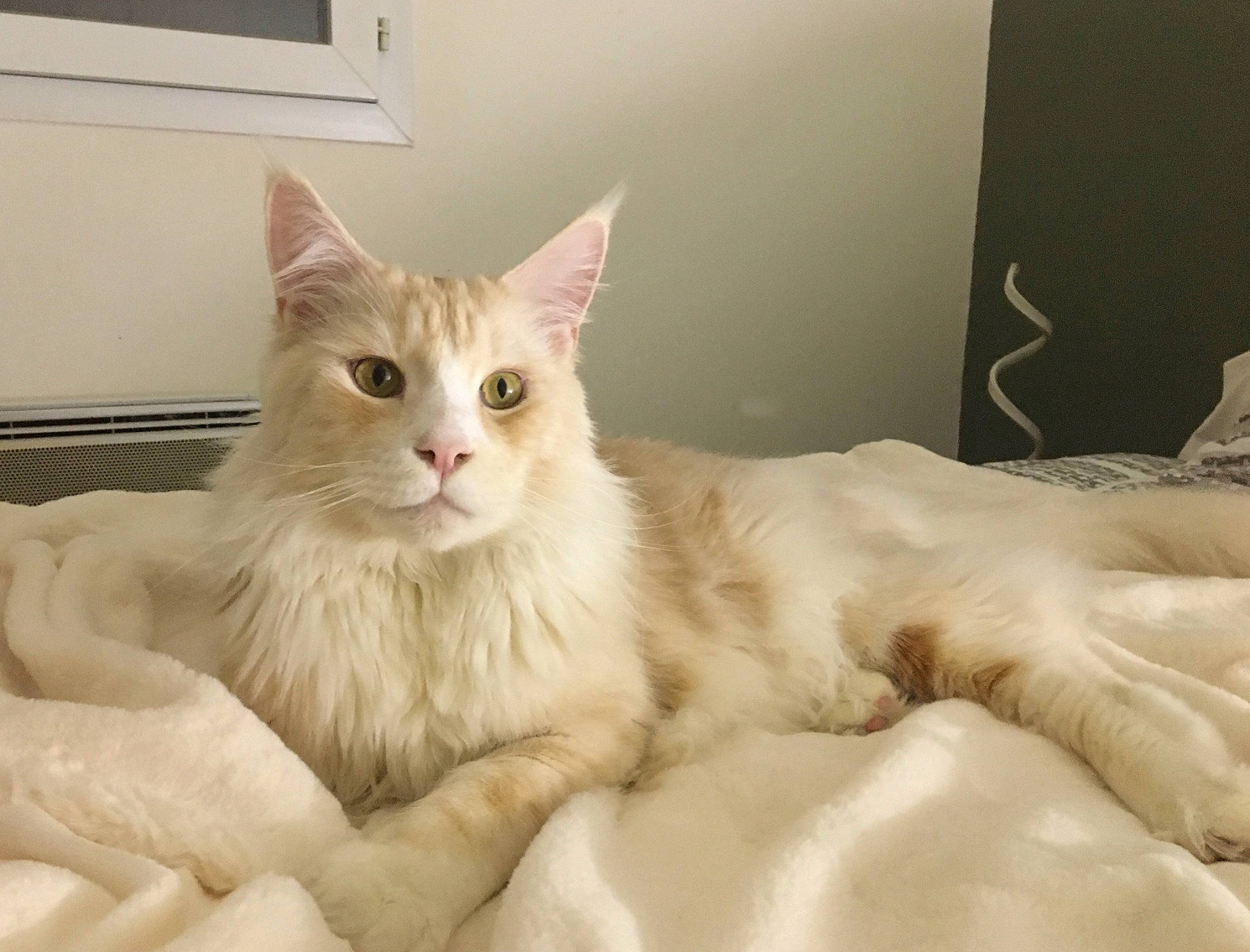 Pastis a rejoint le concours — aidez-le/la à gagner de superbes lots ! bed, carnivore, cat, claw, comfort, eye, fawn, felidae, fur, paw, small_to_medium_sized_cats, whiskers, window