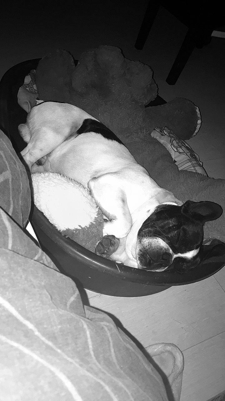 Inzo a rejoint le concours — aidez-le/la à gagner de superbes lots ! canidae, carnivore, dog, dog_breed, non_sporting_group, pointer, sporting_group